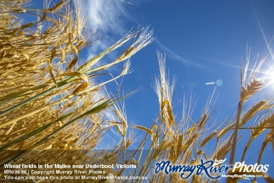 Wheat fields in the Mallee near Underbool, Victoria