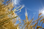 Wheat fields in the Mallee near Underbool, Victoria