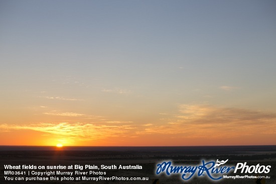 Wheat fields on sunrise at Big Plain, South Australia