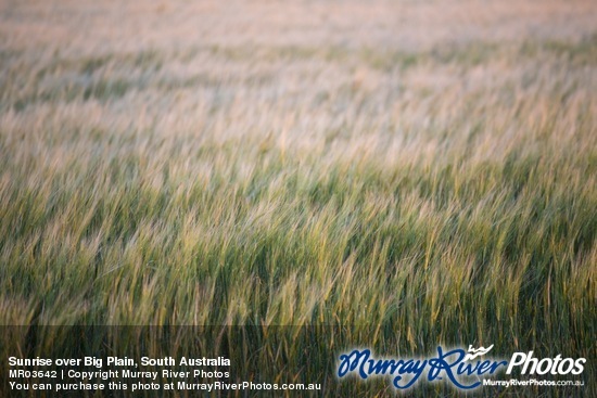 Sunrise over Big Plain, South Australia