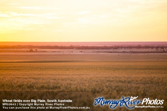 Wheat fields over Big Plain, South Australia