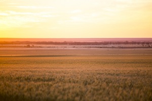 Wheat fields over Big Plain, South Australia