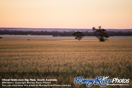 Wheat fields over Big Plain, South Australia