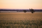 Wheat fields over Big Plain, South Australia