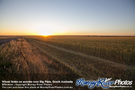 Wheat fields on sunrise over Big Plain, South Australia