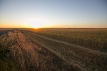 Wheat fields on sunrise over Big Plain, South Australia