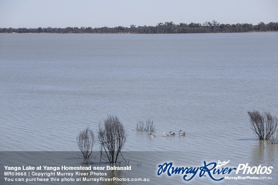 Yanga Lake at Yanga Homestead near Balranald