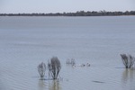 Yanga Lake at Yanga Homestead near Balranald