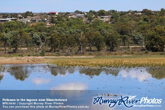 Pelicans in the lagoon near Blanchetown