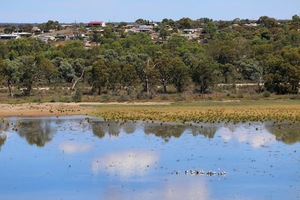 Pelicans in the lagoon near Blanchetown