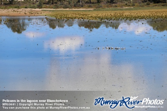 Pelicans in the lagoon near Blanchetown