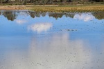 Pelicans in the lagoon near Blanchetown