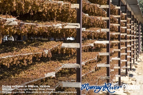 Drying sultanas in Mildura, Victoria