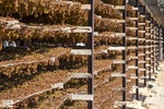 Drying sultanas in Mildura, Victoria