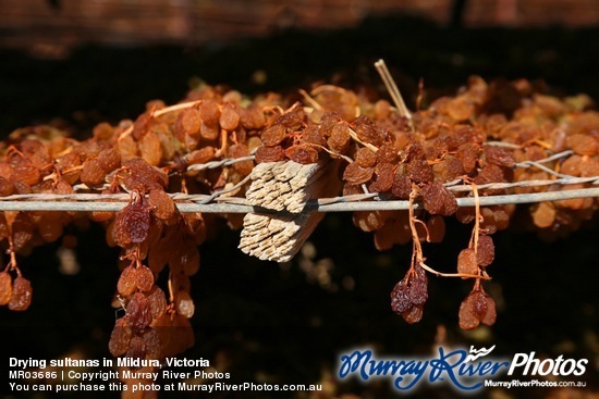 Drying sultanas in Mildura, Victoria