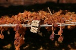 Drying sultanas in Mildura, Victoria