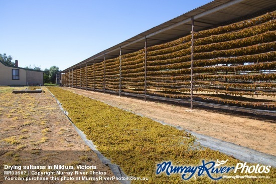 Drying sultanas in Mildura, Victoria