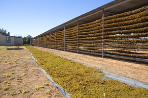 Drying sultanas in Mildura, Victoria