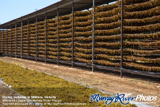 Drying sultanas in Mildura, Victoria