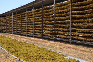 Drying sultanas in Mildura, Victoria