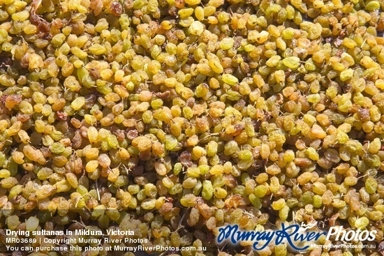 Drying sultanas in Mildura, Victoria