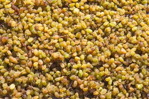 Drying sultanas in Mildura, Victoria