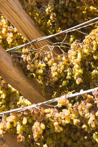 Drying sultanas in Mildura, Victoria