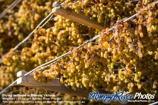 Drying sultanas in Mildura, Victoria