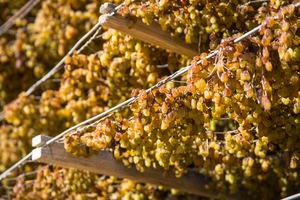 Drying sultanas in Mildura, Victoria