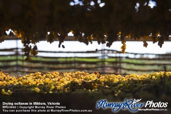 Drying sultanas in Mildura, Victoria