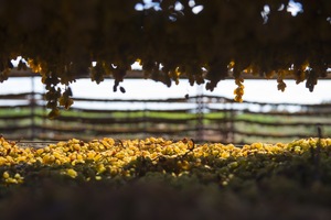 Drying sultanas in Mildura, Victoria