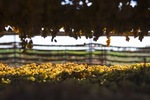 Drying sultanas in Mildura, Victoria