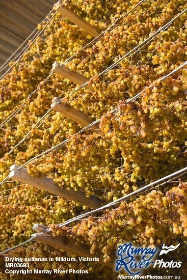 Drying sultanas in Mildura, Victoria