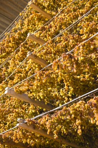 Drying sultanas in Mildura, Victoria