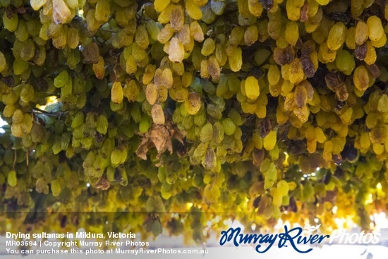 Drying sultanas in Mildura, Victoria