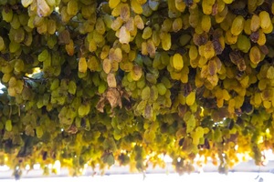 Drying sultanas in Mildura, Victoria