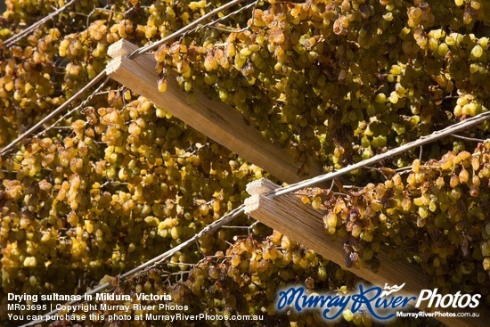 Drying sultanas in Mildura, Victoria