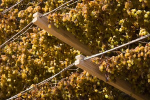 Drying sultanas in Mildura, Victoria