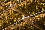 Drying sultanas in Mildura, Victoria