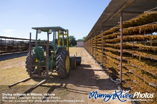 Drying sultanas in Mildura, Victoria