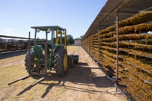 Drying sultanas in Mildura, Victoria