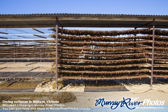 Drying sultanas in Mildura, Victoria