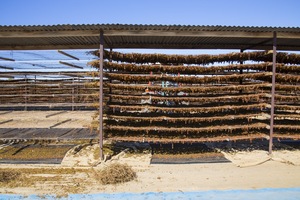 Drying sultanas in Mildura, Victoria