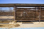 Drying sultanas in Mildura, Victoria