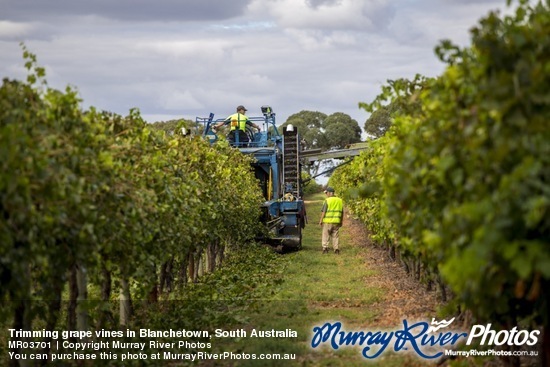 Trimming grape vines in Blanchetown, South Australia