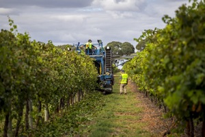 Trimming grape vines in Blanchetown, South Australia