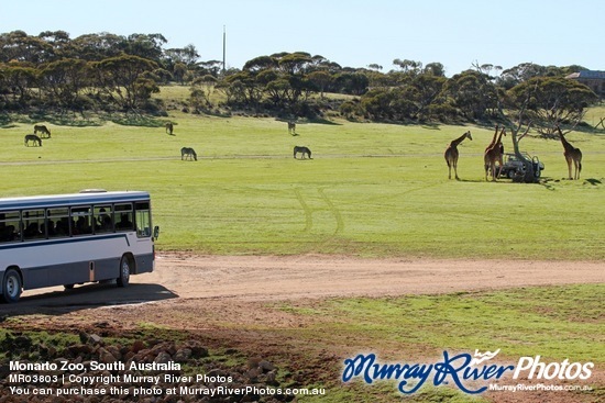 Monarto Zoo, South Australia