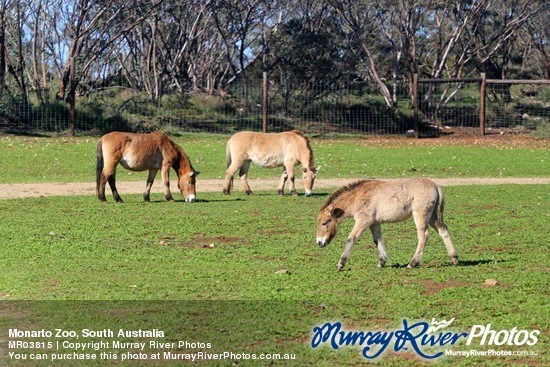 Monarto Zoo, South Australia