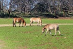 Monarto Zoo, South Australia