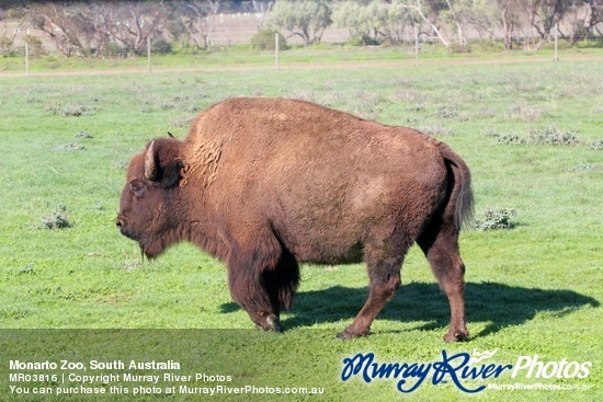 Monarto Zoo, South Australia